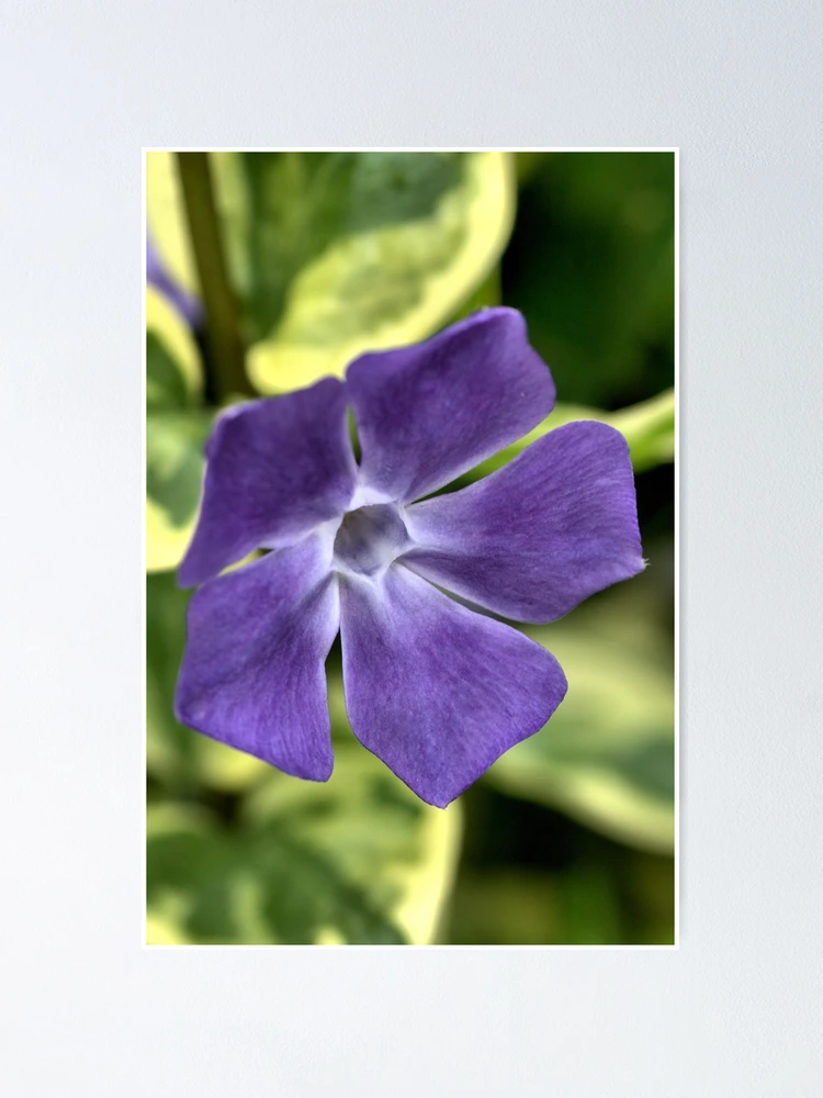 Thumbnail 1 of 3, Poster, Spring Time designed and sold by Joy Watson - Natural Light Photography .