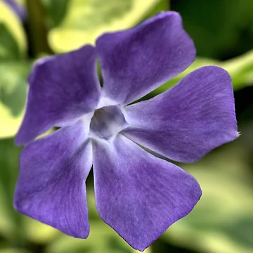 Artwork thumbnail, Spring Time by Joy Watson - Natural Light Photography