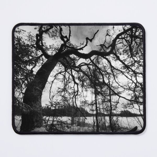 Item preview, 2.11.2023: Old Pine Tree designed and sold by Petri Volanen.