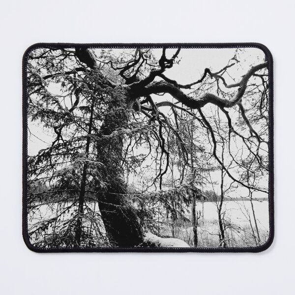 Item preview, 2.11.2023: Old Pine Tree II designed and sold by Petri Volanen.