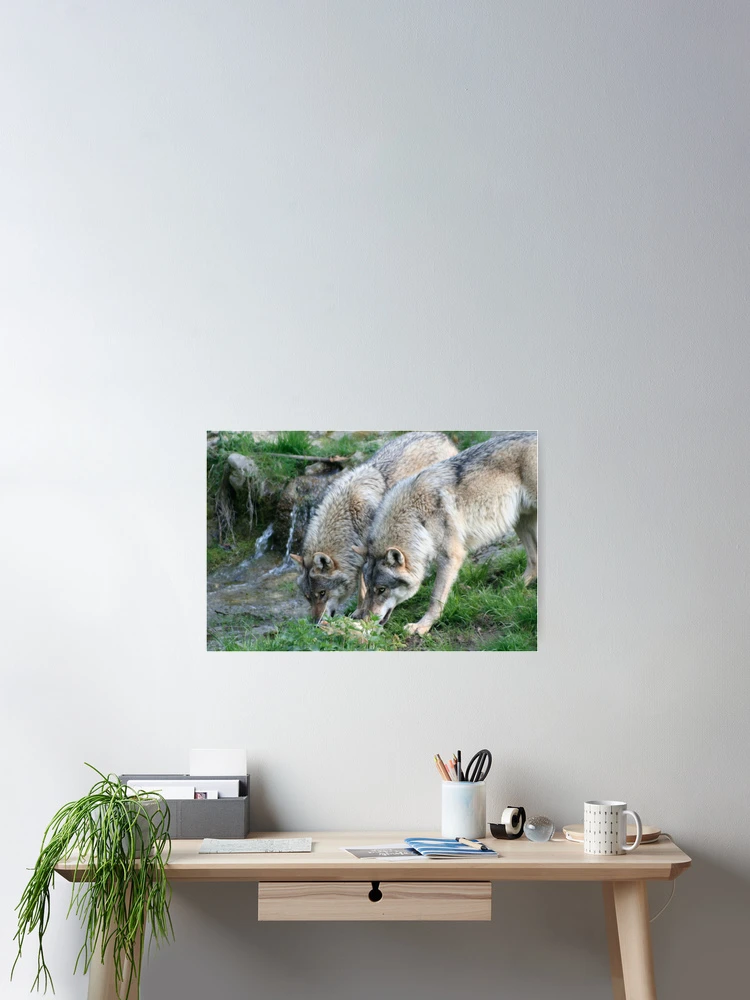 Thumbnail 2 of 3, Poster, Two Wolves designed and sold by Calidris Fotografie Steffi & Ben Köppler.
