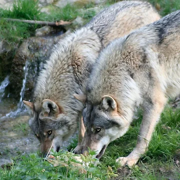 Artwork thumbnail, Two Wolves by Calidris Fotografie Steffi & Ben Köppler