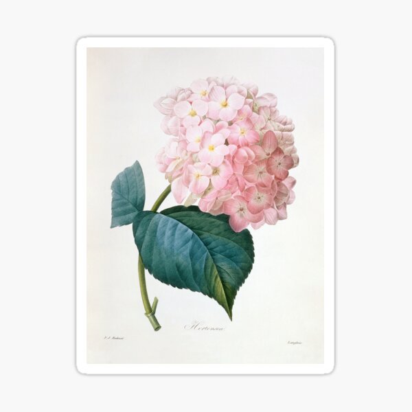 Item preview, French hydrangea Hydrangea hortensis (C011/2848) designed and sold by SciencePhoto.