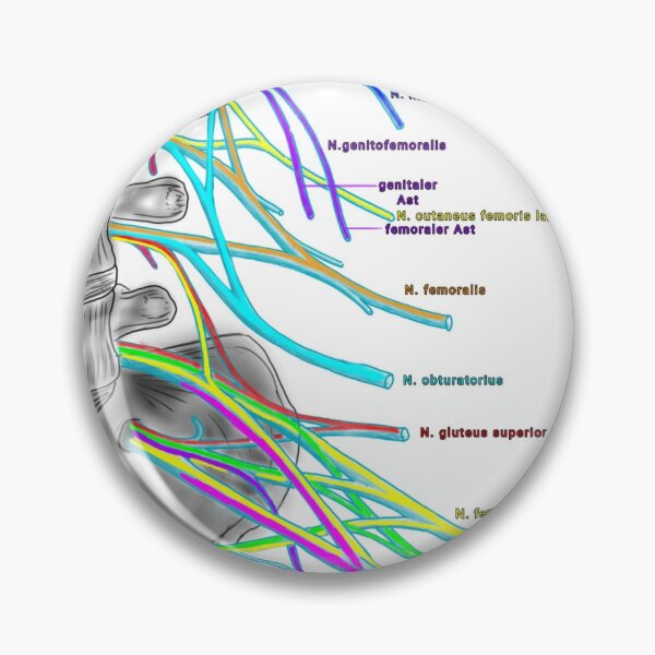Item preview, Lumbosacral plexus designed and sold by Juliane Heinecke.