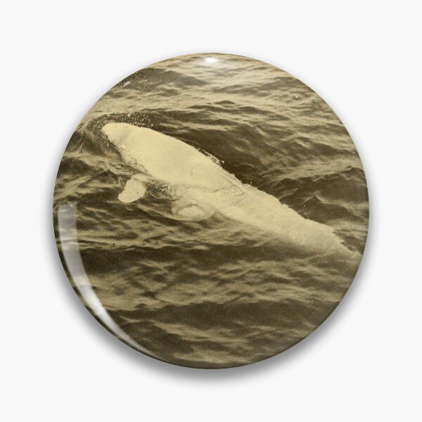 Item preview, Beluga Whale Swimming Black And White Photography designed and sold by kuremureDesign.