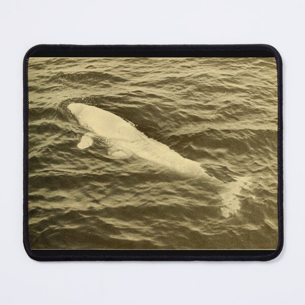 Item preview, Beluga Whale Swimming Black And White Photography designed and sold by kuremureDesign.