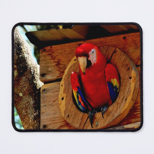 Item preview, Large parrot, Copán Ruinas site in Honduras designed and sold by franck380.