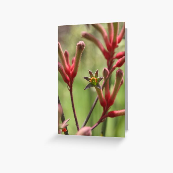 Kangaroo paw, Australia Greeting Card