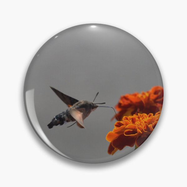 Item preview, Central Asian Sphinx Moth designed and sold by Malcolm Snook.