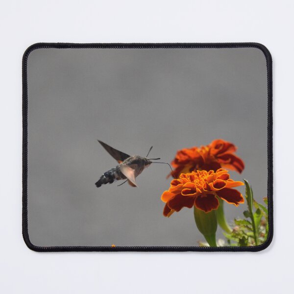Item preview, Central Asian Sphinx Moth designed and sold by Malcolm Snook.
