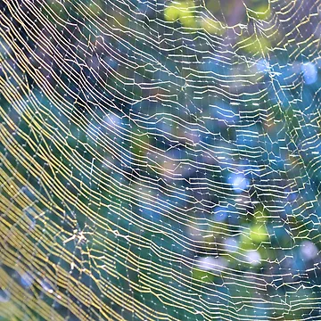 Artwork thumbnail, Golden Web by What I See by Dawne