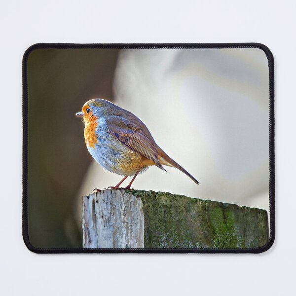 Item preview, Robin designed and sold by Richard Allen.