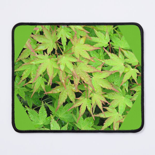 Item preview, Japanese Maple Leaves with Raindops designed and sold by Linda Walsh.