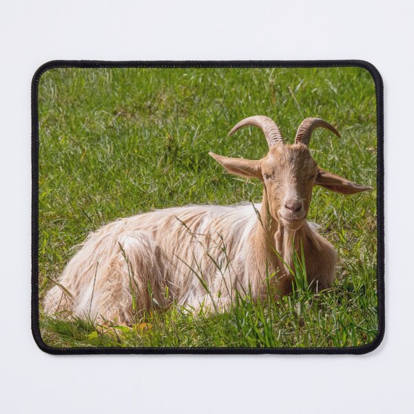 Item preview, Happy looking British Guernsey goat sitting on grass designed and sold by bailey-cooper.
