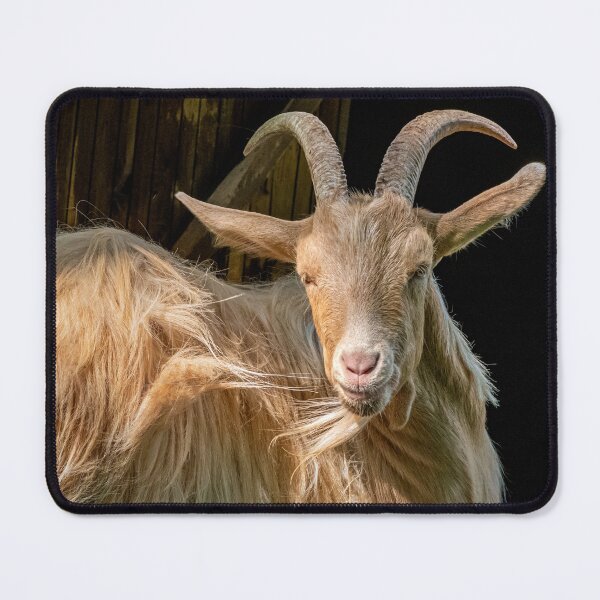 Item preview, British Guernsey goat's wind-swept fur gleams in sunlight designed and sold by bailey-cooper.