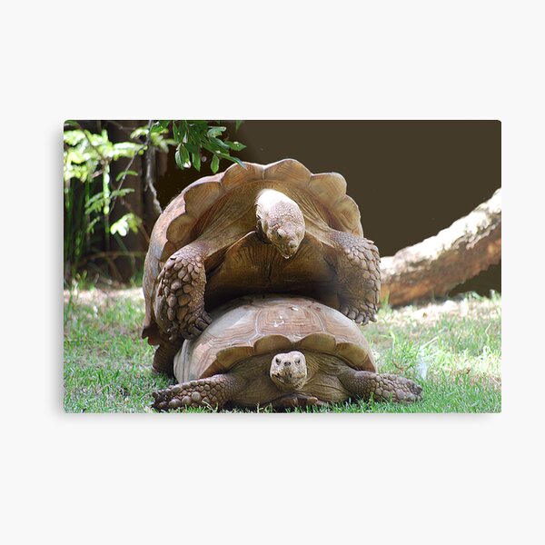 Piggy Back Metal Print