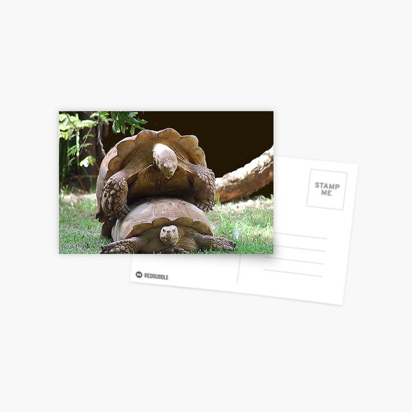 Piggy Back Postcard