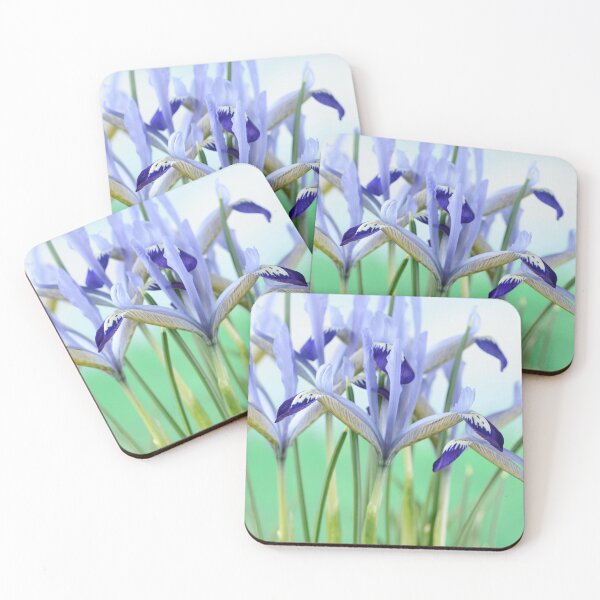 Item preview, Iris  'Clairette'  Reticulata  designed and sold by Chris Burrows.