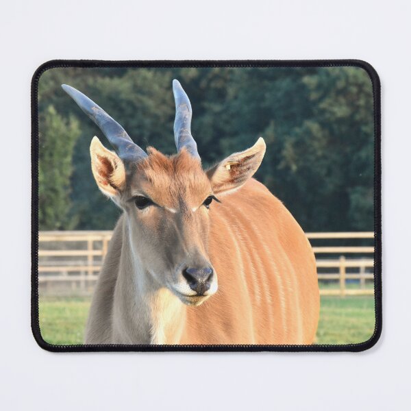 Item preview, Eland  designed and sold by megjayne-photos.