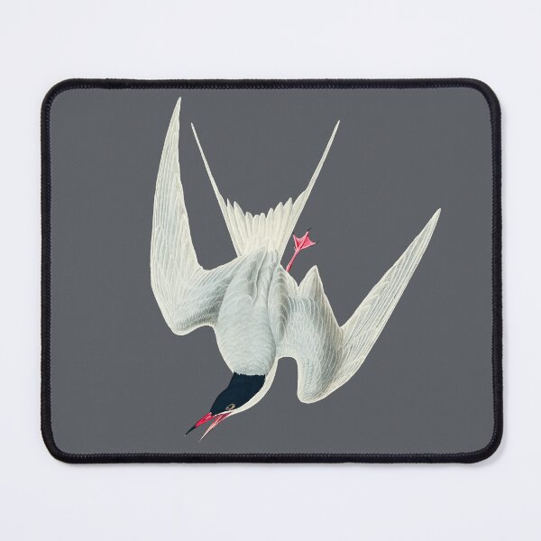 Item preview, Audubon's common (great) tern designed and sold by Herons.
