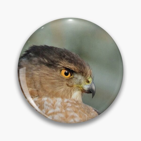 Item preview, Focused Coopers Hawk designed and sold by Debbie Oppermann.