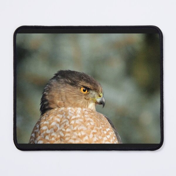 Item preview, Focused Coopers Hawk designed and sold by Debbie Oppermann.