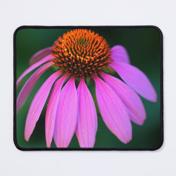 Item preview, Purple Coneflower Delight designed and sold by Debbie Oppermann.