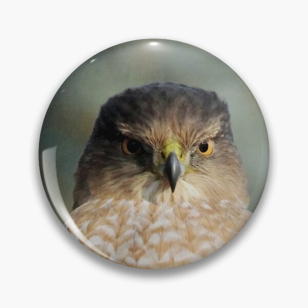 Item preview, Focused On Me - Coopers Hawk designed and sold by Debbie Oppermann.