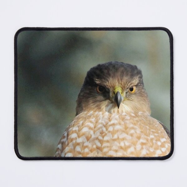 Item preview, Focused On Me - Coopers Hawk designed and sold by Debbie Oppermann.
