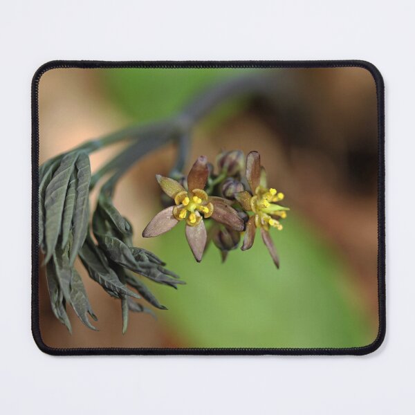 Item preview, Blue Cohosh designed and sold by Debbie Oppermann.