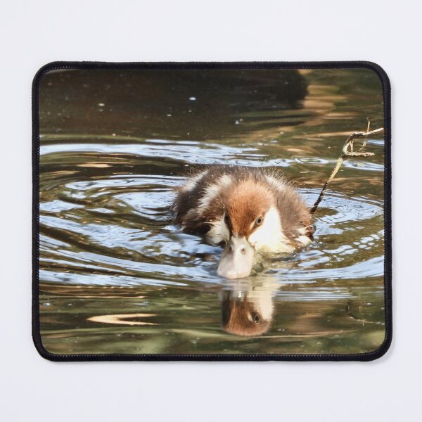 Item preview, Rajah Shelduck duckling looking for food designed and sold by Mark Grimsley.