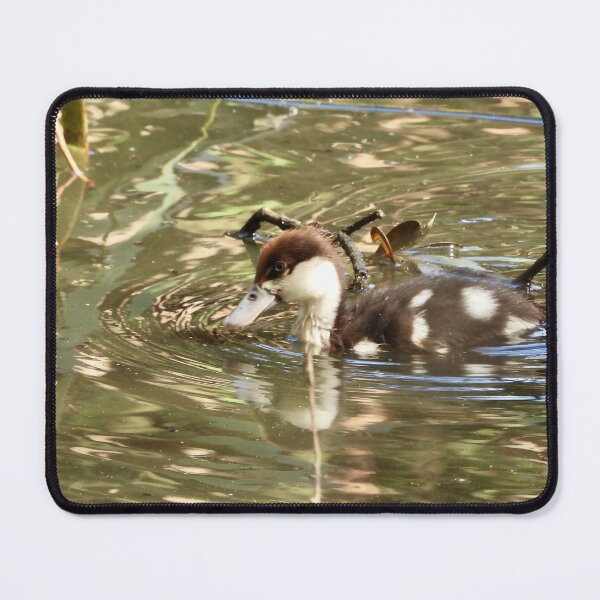 Item preview, Rajah Shelduck duckling exploring designed and sold by Mark Grimsley.