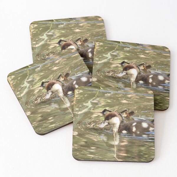Item preview, Rajah Shelduck duckling exploring designed and sold by Mark Grimsley.