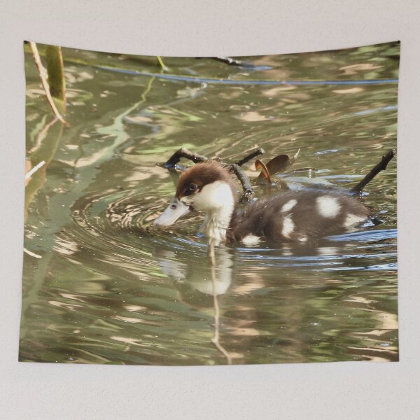 Item preview, Rajah Shelduck duckling exploring designed and sold by Mark Grimsley.