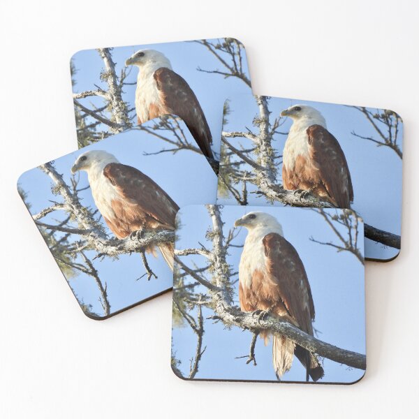 Item preview, Brahminy Kite sitting proud designed and sold by Mark Grimsley.