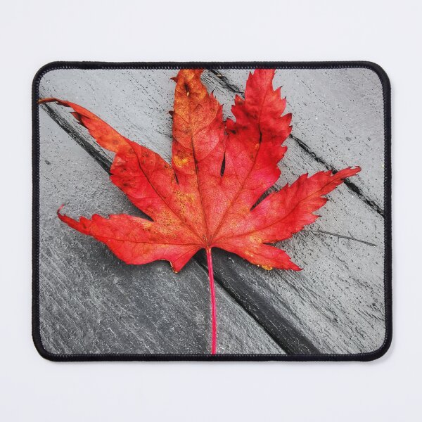 Item preview, Autumn red leaf designed and sold by carlisleprints.