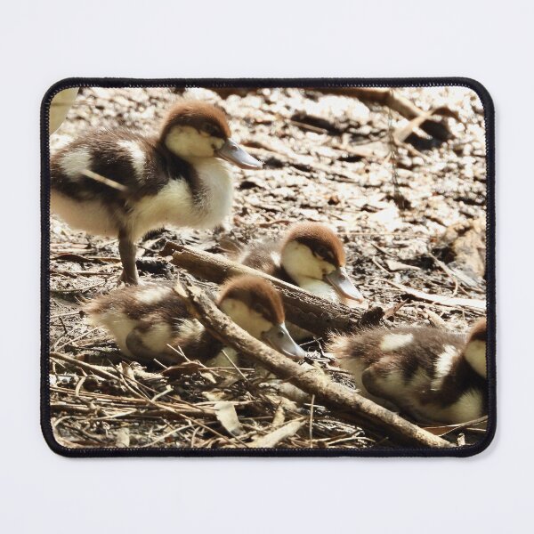 Item preview, Radjah Shelduck ducklings  designed and sold by Mark Grimsley.
