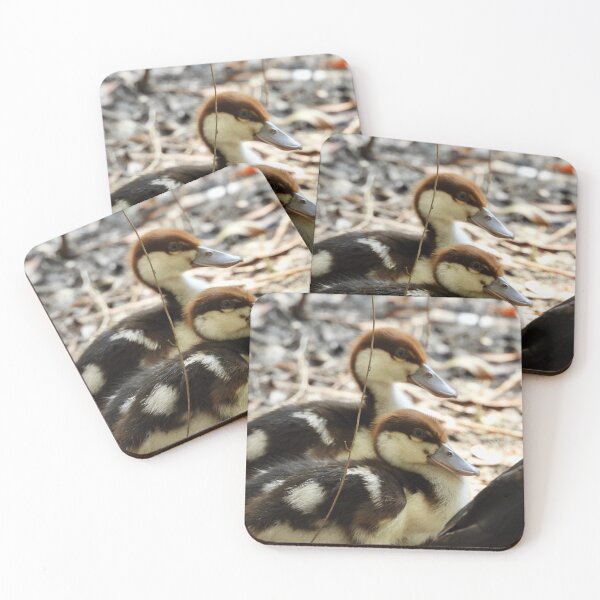 Item preview, Radjah Shelduck ducklings exploring the world designed and sold by Mark Grimsley.