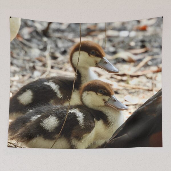 Item preview, Radjah Shelduck ducklings exploring the world designed and sold by Mark Grimsley.
