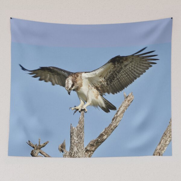 Item preview, Young Osprey on the lookout for Breakfast designed and sold by Mark Grimsley.