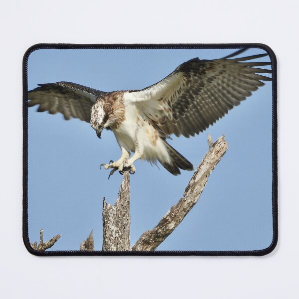 Item preview, Young Osprey on the lookout for Breakfast designed and sold by Mark Grimsley.