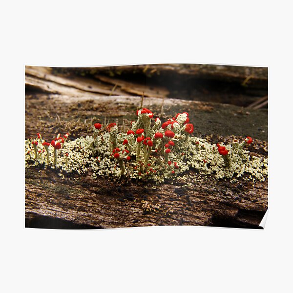 What Is It? Solved by CynLynn, British Soliders Lichens Poster