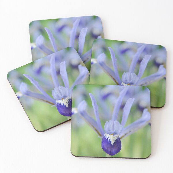 Item preview, Iris  'Clairette'  Reticulata  designed and sold by Chris Burrows.