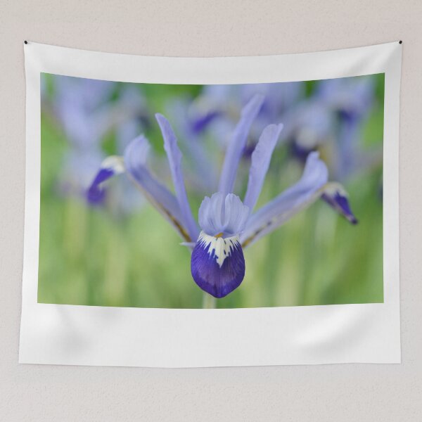 Item preview, Iris  'Clairette'  Reticulata  designed and sold by Chris Burrows.