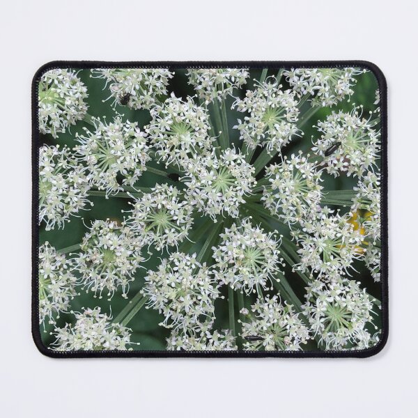 Item preview, spherical white flower inflorescences designed and sold by mrivserg.