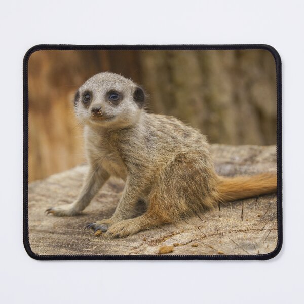 Item preview, Adorable Meerkat Baby designed and sold by rawshutterbug.