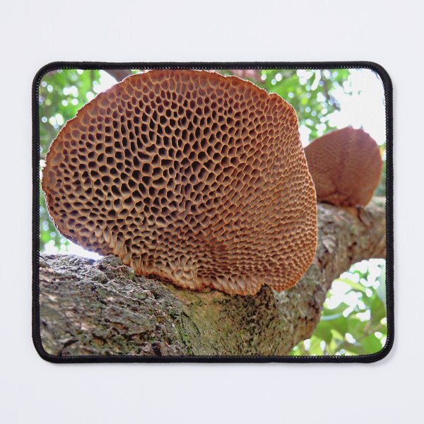 Item preview, Hairy Hexagonia Fungi designed and sold by Linda Walsh.