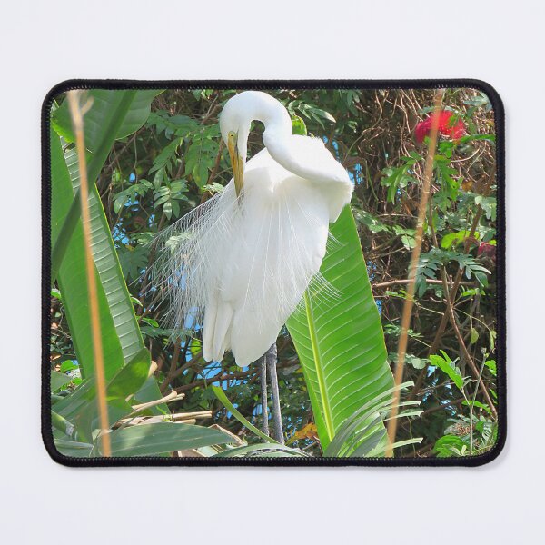 Item preview, Great Egret Preening designed and sold by Linda Walsh.