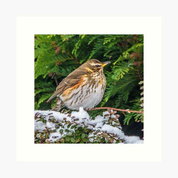 Item preview, Roosting Redwing designed and sold by MikeSquires.