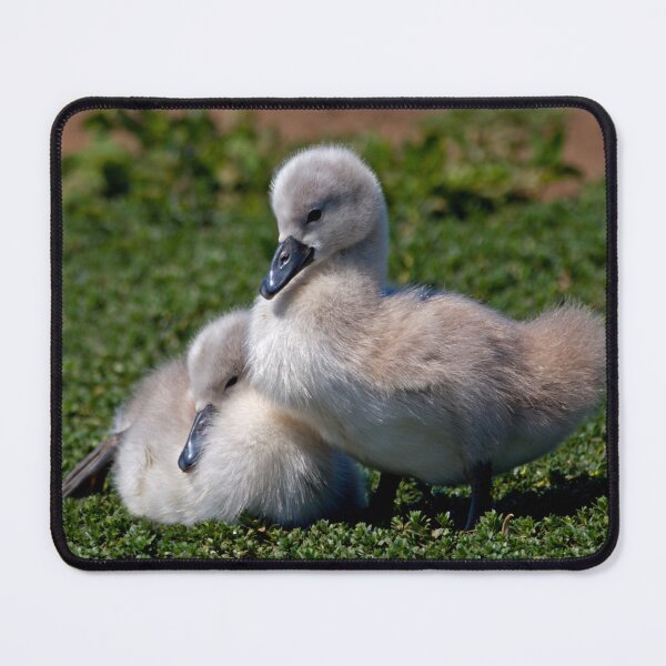 Item preview, Ugly Ducklings? designed and sold by Krys Bailey.